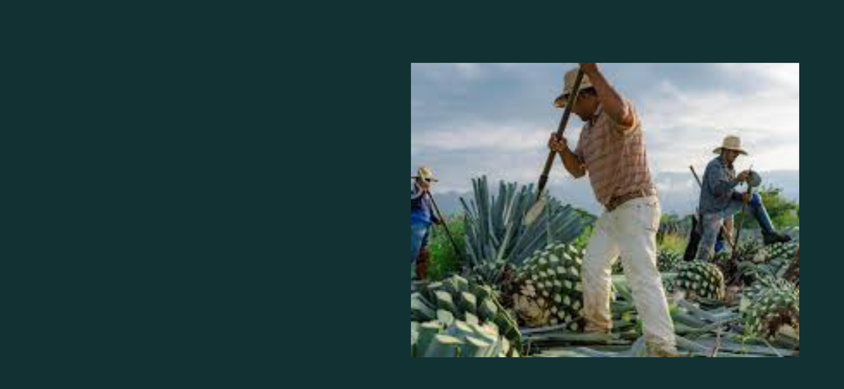 Tequila 101: The Ultimate Tequila Guide