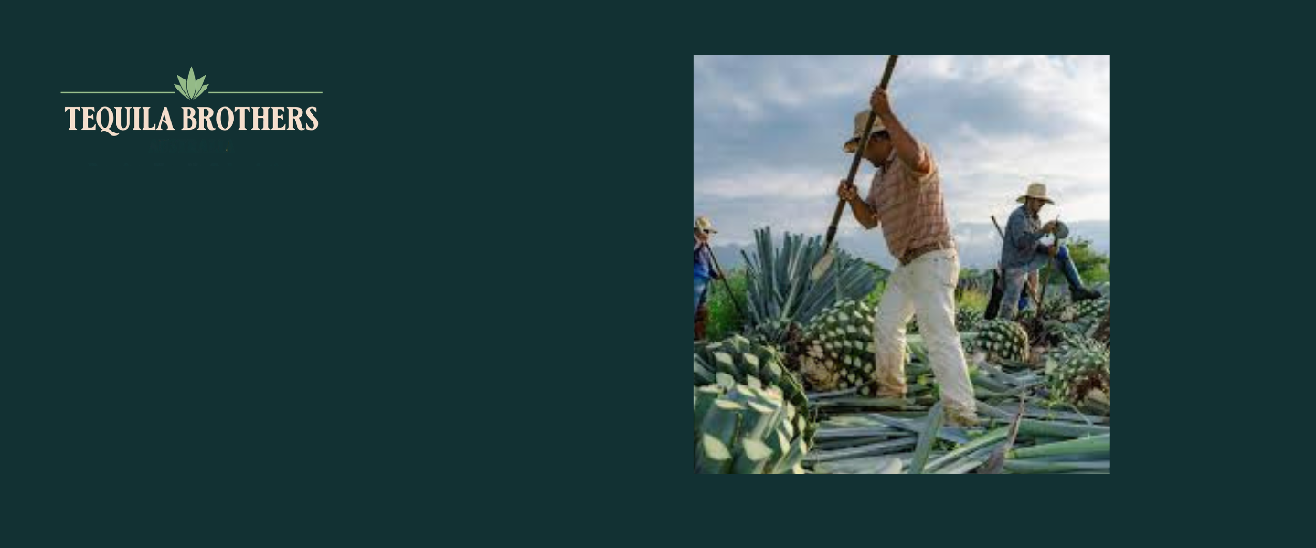Tequila 101: The Ultimate Tequila Guide