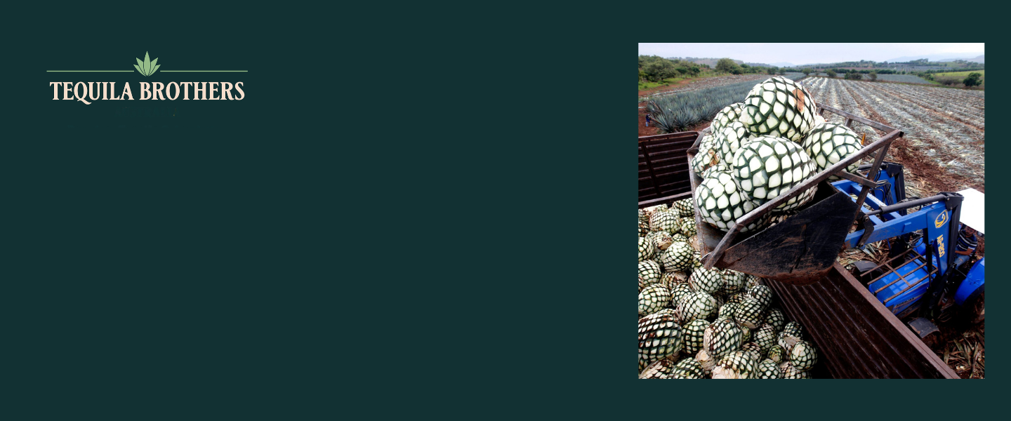 How Tequila is Made