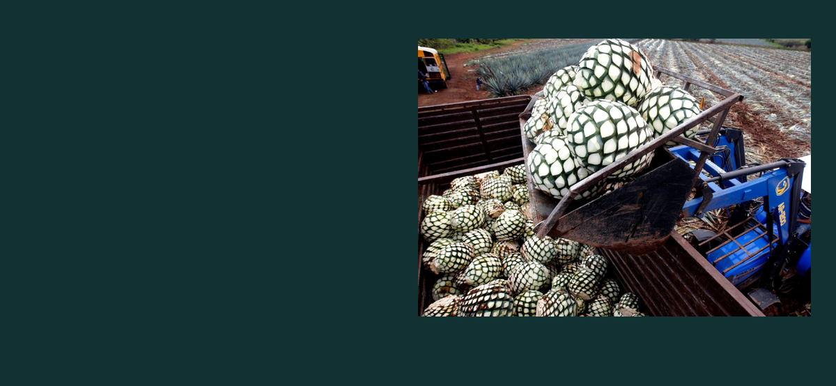 How Tequila is Made