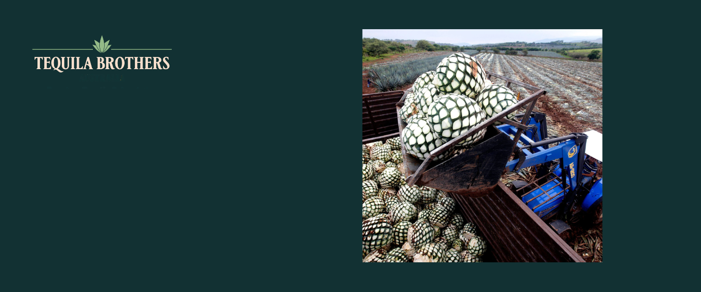 How Tequila is Made