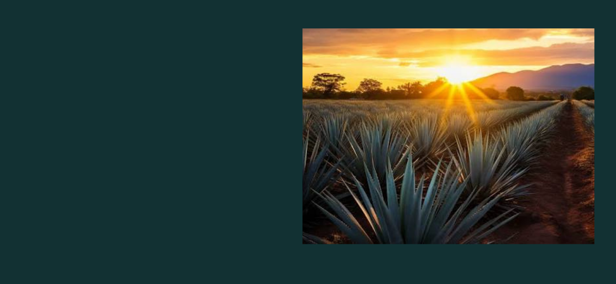 Highland vs. Lowland Tequila: What's the Difference?