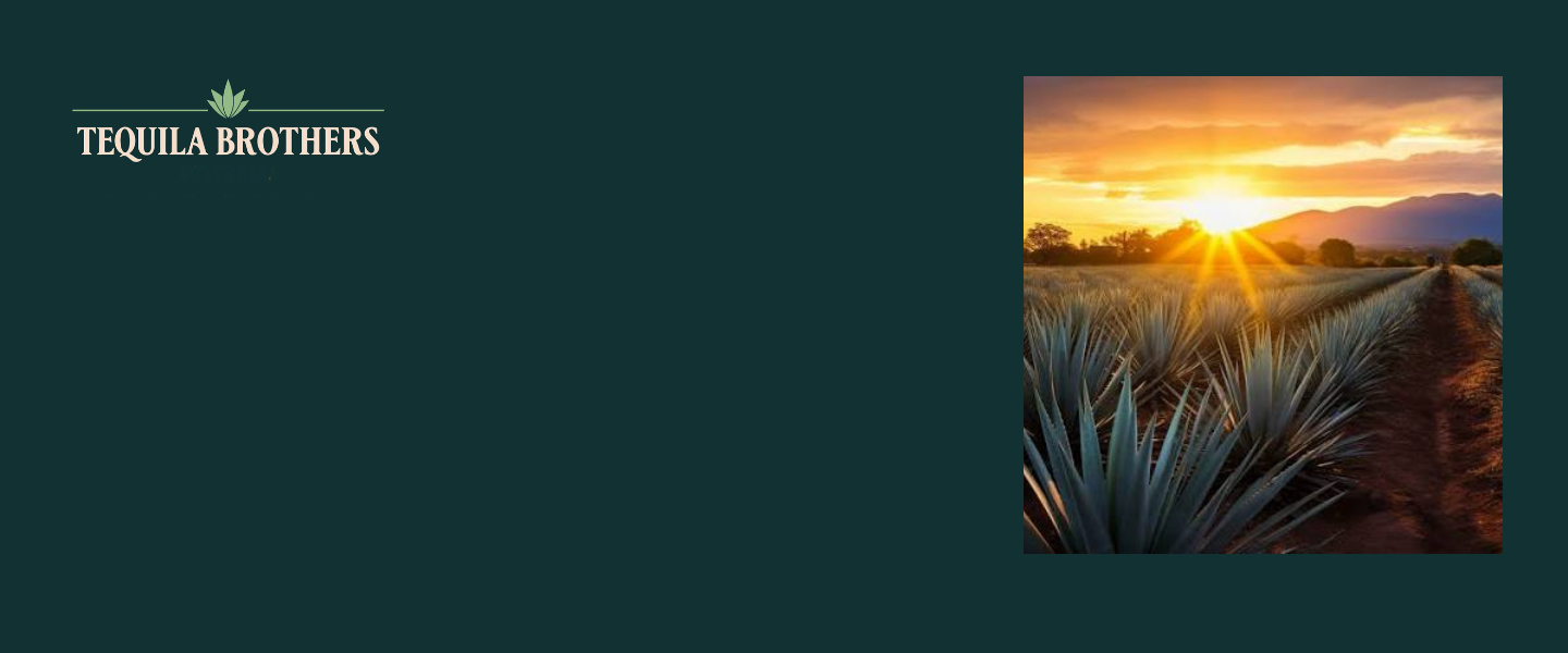 Highland vs. Lowland Tequila: What's the Difference?