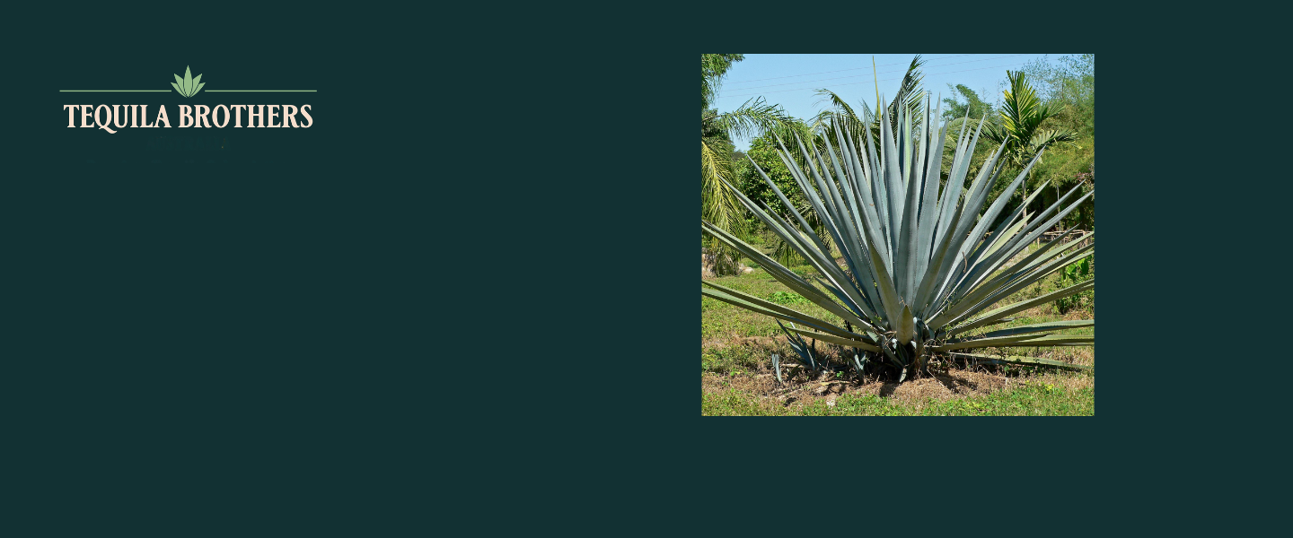 Agave: The Plant Behind the World's Most Iconic Spirits