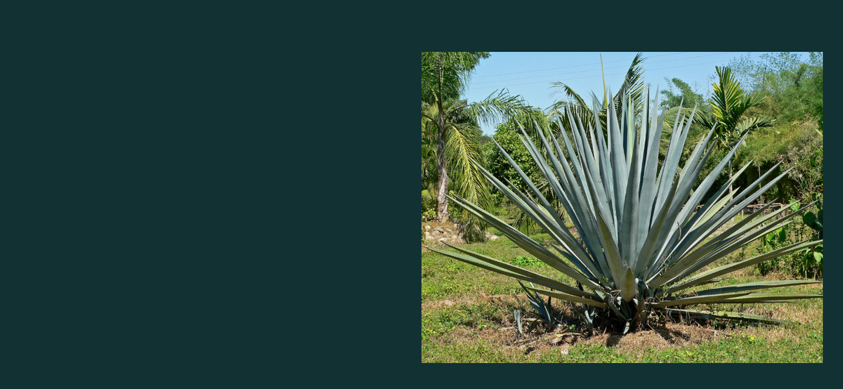 Agave: The Plant Behind the World's Most Iconic Spirits